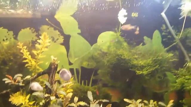 Микрорасбора галактика. Буцефаландры. смотреть онлайн