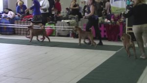 Ирландские терьеры : Выставка собак "Белые ночи 2 -2016" Санкт - Петербург