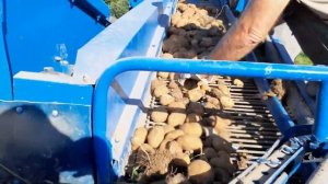 Brambory 2023 (Zetor a Bolko Z643 - Speciál)