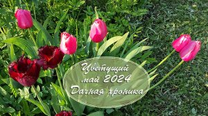 Май 2024. Дачная хроника. Relax. Дача как есть