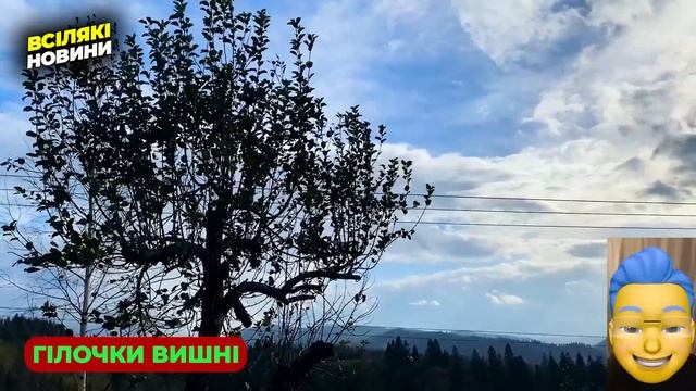 Чай з ГІЛОК вишні, це жарт чи супер-засіб? Користь чаю з вишневих гілок.