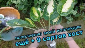 Посылка с хостами №2!  Новое пополнение моего сада.