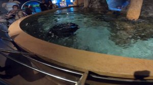 Самый позитивный Скат