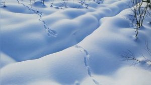 Как бы - "охота" на лису....