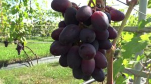 Виноград Чёрный кристалл 2024г.