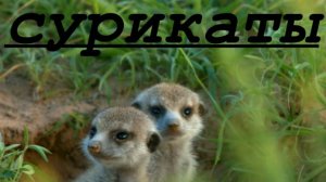Сурикаты.