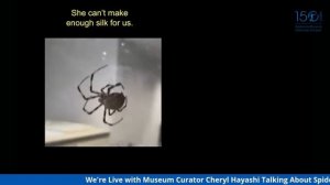 Spider Silk with Cheryl Hayashi – AMNH SciCafe