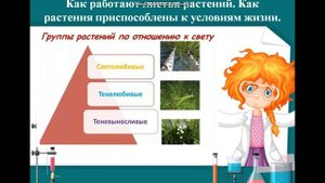 Как работают листья растений Как растения приспособлены к условиям жизни