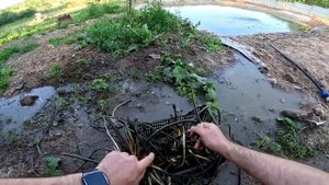 РЫБА ЕСТЬ ! СПУСКАЮ ПРУД ! Часть 3 ! КУПИЛ ХУТОР В ЛЕСУ ! ТЕПЕРЬ СТРОЮ СВОЮ УСАДЬБУ !  №13
