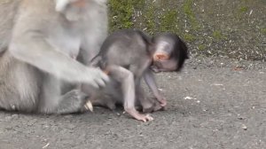 Dodo sayang mommy Syren [Dodo monyet kecil tangguh dan kuat] #tuabangmonkey