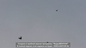Серпастые голуби