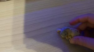 Федя в гостях у соседей. Обзор стеклянных игрушек