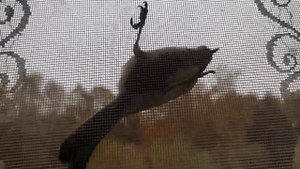 Синицы на сетке. Так вот, открою страшную тайну: синицы — тоже не те, кем кажутся.