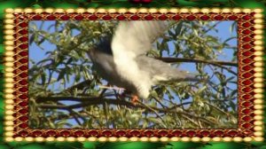 Жека - Кукушка