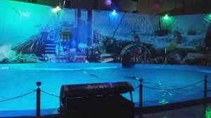 Поселок Лазаревское дельфинарий Морская Звезда