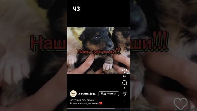 История спасения 3ч #приют #приютдляживотных #добротаспасетмир #спасение #щенки #творидобро #добро