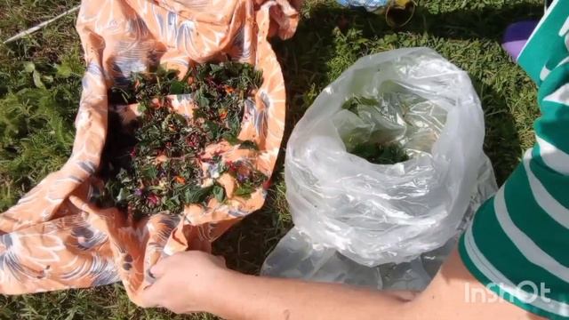 ЗАГОТАВЛИВАЮ  ФЕРМЕНТИРОВАННЫЙ ЧАЙ МЯТА МЕЛИССА ИВАН-ЧАЙ МАЛИНА СМОРОДИНА МОНАРДА НАСТУРЦИЯ НОГОТКИ