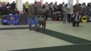 Ирландские терьеры : Выставка собак " белые ночи 1 -2014 "