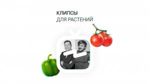 🙋 Клипсы для тепличных растений в промышленных комплексах и на комбинатах. Интервью #ВнеПоляСвета