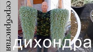Дихондра серебристая