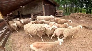 КУПИЛ ХУТОР В ЛЕСУ ! СТРОЮ СВОЮ УСАДЬБУ !  №1