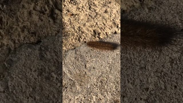 Волосатая Гусеница🐛