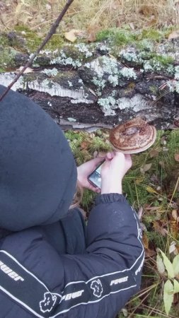 Москвичка Софья рисует котенка на трутовике художника в Смоленском лесу.
