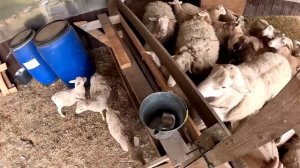 ВЫКОПАЛ ПРУД ! ЗАСЫПАЛ БЕРЕГ ! КУПИЛ ХУТОР В ЛЕСУ ! СТРОЮ СВОЮ УСАДЬБУ ! №5