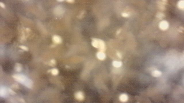 Науплии вылупились