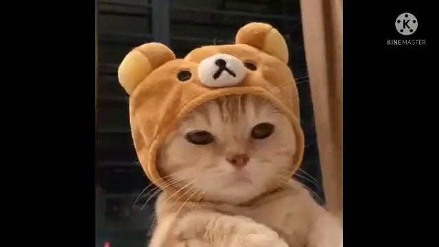 а я тебе поставлю лайк лайк лайк! 😺😸😹😻😼😽🙀😿😾 смотреть онлайн