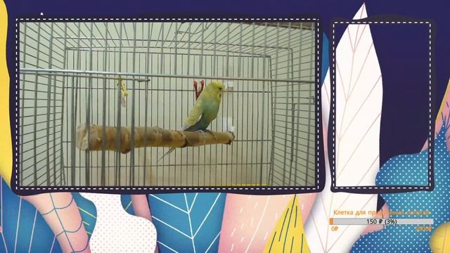СТРИМ On Line Ответы на вопросы о волнистых попугаях