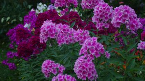 Питомник _Наши цветы_