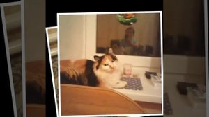 Анка хулиганка