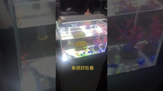 #Shorts 去买珍珠奶茶和奶送给越南女孩小玄姑娘她很开心。越南小玄