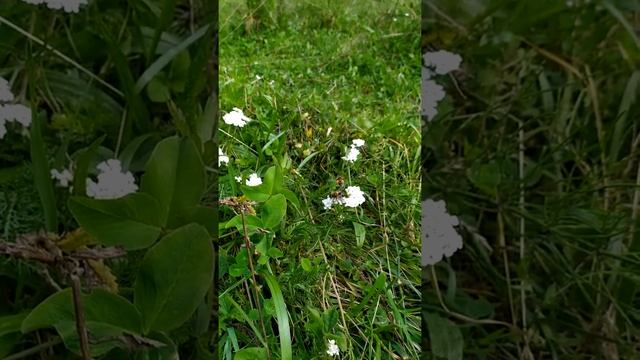 Пчола над пчолою або "начальник і робочій"