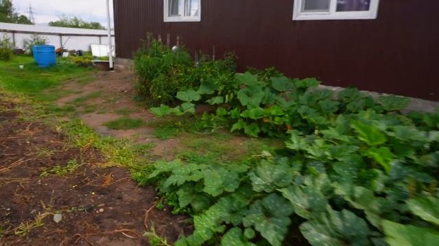 Чем ужинают в деревне Огород осенью какие овощи еще растут у нас Обзор Как я из некрасивых досок