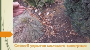 Укрытие молодого привитого куста винограда. Декабрь 2024
