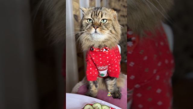 Когда ну очень хочется кусочек🐟😸 #котики #юмор #одинкусочек