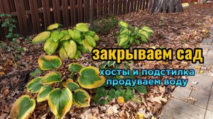 Закрываем Вовин сад. Замульчировала хосты. Продуваем систему водоснабжения.