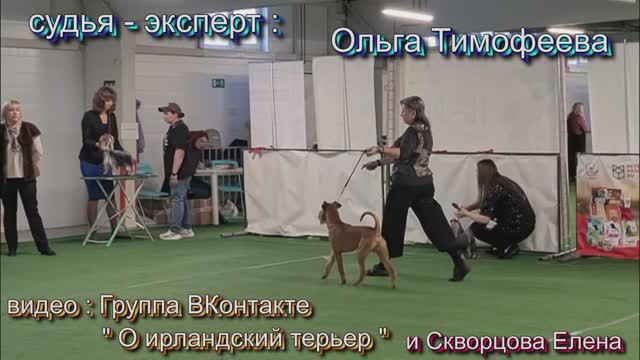 Ирландские терьеры : Романтик Михарт на выставке собак  2025