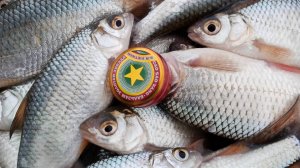 ЭТОТ МЕДЕЦИНСКИЙ БАЛЬЗАМ РАБОТАЕТ НА ОТЛИЧНО.Рыбалка в затоне ОБИ. ПЛОТВА.