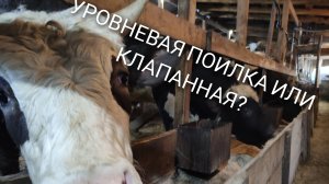 УРОВНЕВЫЕ ПОИЛКИ ИЛИ КЛАПАННЫЕ, ЧТО ЛУЧШЕ? ПЛЮСЫ И МИНУСЫ