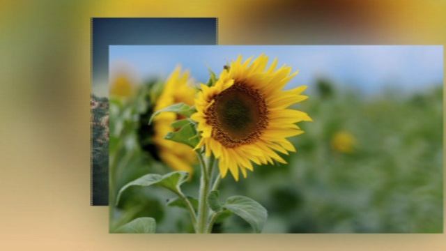 Пролетают лебеди печально.. смотреть онлайн