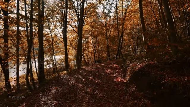 Утренняя ветреная осенняя прогулка в Белградском лесу, Стамбул, Турция, звуки природы