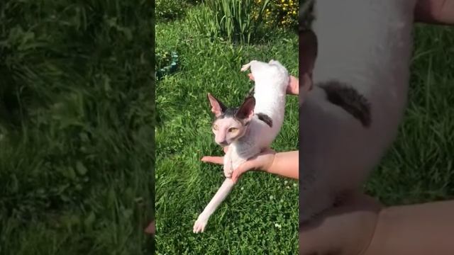 Я на солнышке лежу   # лето #кошки #котики,#корнишрекс