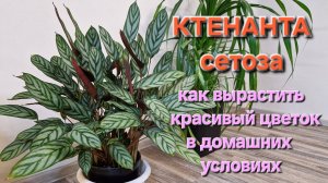 КТЕНАНТЕ Сетоза. Делюсь Как ВЫРАСТИТЬ мощную и красивую В ДОМАШНИХ УСЛОВИЯХ, БЫСТРО! #ктенантасетоз