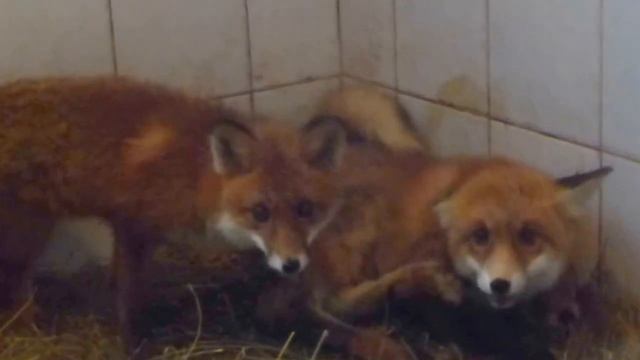 Мотя, Микуша и Малыш смотреть онлайн