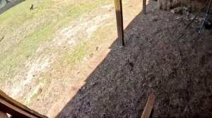 ХУТОР И КАВКАЗСКАЯ ОВЧАРКА ! №2