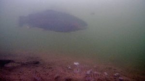 Форель под водой. Почему форель не клюет.