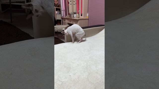 Я вся такая несуразная. #кошки #корнишрекс #приколысживотными
